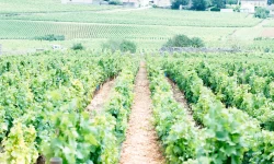 nadeykina-evgeniya-ZQy5hIumWZI-unsplash